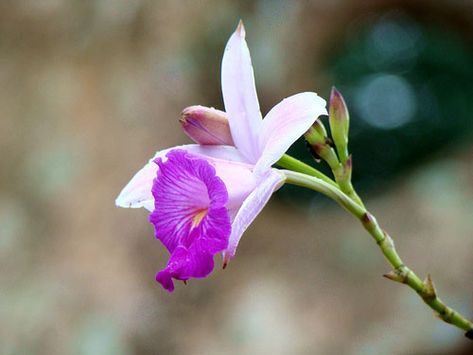 Arundina graminifolia Runner Tips, Ground Orchids, Orchid Fertilizer, Orchid Varieties, Types Of Orchids, Cattleya Orchid, Orchid Plant, Garden Nursery, Orchid Care