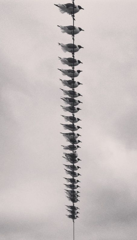 Alignment: The birds are all in a line. Andre Kertesz, Foto Art, Black N White, Cebu, Swans, White Photography, Beautiful Creatures, Black And White Photography, Beautiful Birds