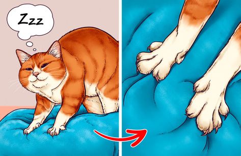 Kneading Cat, Cats Kneading, Cat Kneading, Happy Animals, Animal Photo, 5 Minute Crafts, Biscuits, Cute Animals, Things To Come