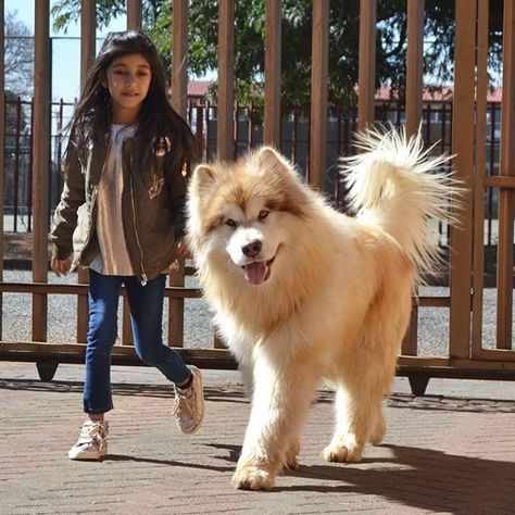 Elle adopte une petite boule de poils, et n’aurait jamais imaginé que son chien deviendrait si grand ! - Insolite - Wamiz Wolf Dog, Wolves, Dogs, Art