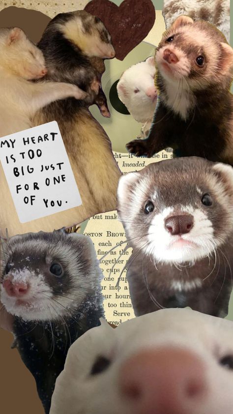 Cute Ferrets Wallpaper, Ferret Wallpaper Aesthetic, Ferret Wallpaper Iphone, Ferret Background, Ferrets Wallpaper, Huron Animal, Ferret Wallpaper, White Ferret, Baby Ferrets