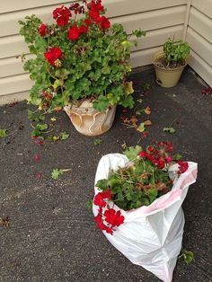 I have an easy way to save your geraniums from year to year. In mid September to early October cut back geranium and place container in a large garbage bag in your garage or cool basement for the winter months. When temperatures start to climb up and there is no threat of frost remove plastic bag and place in sun. Saturate with water until you see water coming out of the base of plant. If temperature drops bring back into garage and keep inside until there is no threat of frost. From t… Overwintering Geraniums, Growing Geraniums, Geranium Care, Landscape Gardening, Garden Frogs, Flowers Gardening, Overwintering, Jade Plants, Flowers Wallpaper