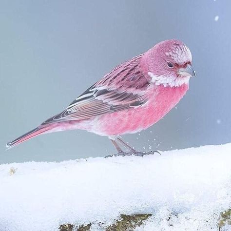 Finches Bird, Japanese Bird, Brown Bird, Fairytale Photography, Green Bird, Pink Bird, Bird Pictures, Pretty Birds, Cute Creatures