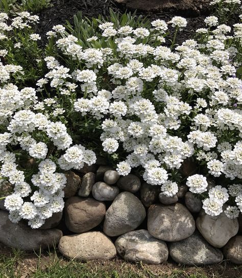 Candy Tuft, Texas Wildflowers, Flower Language, Victorian Flowers, Rock Garden, Secret Garden, Outdoor Space, Wild Flowers, Texas