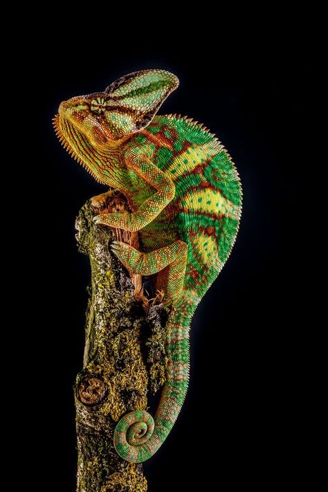 Types Of Chameleons, Chameleon Tattoo, Veiled Chameleon, Chameleon Lizard, Chameleon Art, Crocodiles, Reptiles And Amphibians, Yemen, Gecko