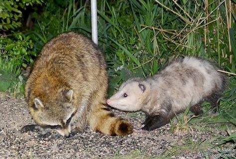 Raccoon And Opossum, Opossum And Raccoon, Possum Cute, Raccoon And Possum, Backyard Birds Feeders, Trash Pandas, Awesome Possum, National Wildlife Federation, Backyard Gardens