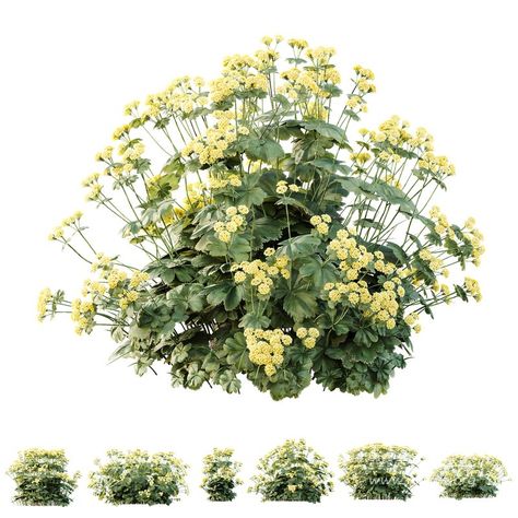 HQ Plants Alchemilla Mollis Vulgaris Flower Charming Lady Mantle Ladys Mantle, Low Growing Ground Cover, Paving Texture, Alchemilla Mollis, Outdoor Technology, Lady's Mantle, Kitchen Wall Lights, Plaster Sculpture, Material Library