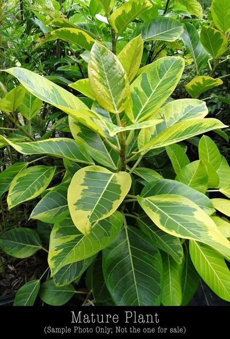 Ficus Altissima, Ficus Plant, Houseplant Decor, Indoor Plant Gifts, Grow House, Rubber Tree Plant, Jungle Plants, Ficus Benjamina, Plant Wishlist