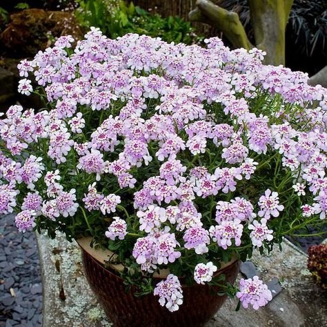 iberis pink ice Summer Blooming Flowers, Spring Blooming Flowers, Victorian Garden, Wildlife Gardening, Blush Flowers, Hardy Perennials, Plant Combinations, Garden Care, Bright Flowers