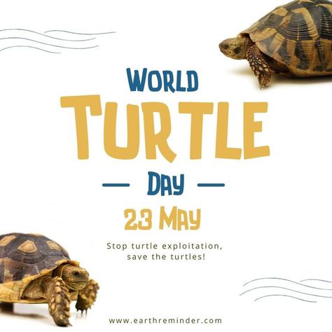 world turtle day, save the turtles. Earth Day Images, World Turtle, World Turtle Day, Turtle Day, Earth Day Posters, Save The Turtles, Shell Shock, The Turtles, Home Quotes And Sayings