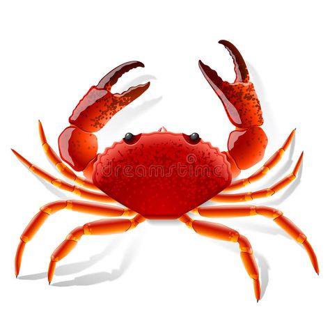 Crab Stock, Crab Cartoon, Snow Crab Legs, Crab Tattoo, Beach Cartoon, Cartoon Sea Animals, Crab Art, Red Crab, Horseshoe Crab