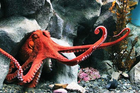 Aquarium of the Pacific | Exhibits | Northern Pacific Gallery, Giant Pacific Octopus Common Octopus, Octopus Photos, Octopus Species, Tarantula Hawk, Pacific Octopus, Giant Pacific Octopus, Octopus Squid, Red Octopus, Saltwater Crocodile