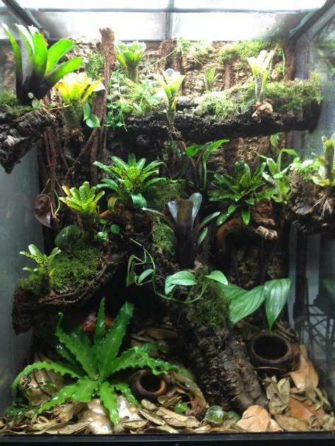 Crested Gecko Terrarium Ideas, Gecko Terrarium Ideas, Crested Gecko Terrarium, Crested Gecko Vivarium, Frog Enclosure, Tree Frog Terrarium, Bioactive Terrarium, Paludarium Ideas, Dart Frog Vivarium