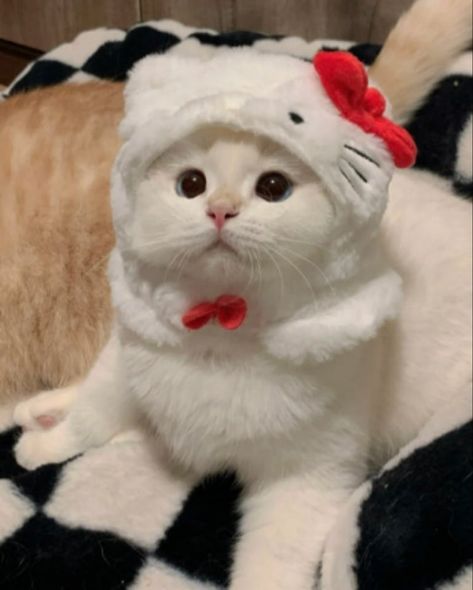 🐱 Sanrio Fluffly Pet Hats 🐶 LlNK lN BlO #sanrio #sanriocore #pets #cats Cat With Hello Kitty Hat, Cinnamoroll Cat Pfp, Cat With Hello Kitty, Cat With Plushie, Cats With Hats, Hello Kitty Cat, Funny Cat Wallpaper, Cute Cats Photos, Cat Dresses