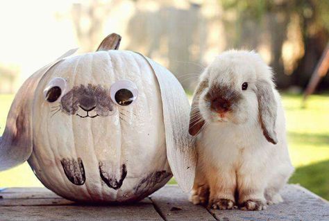 October bunny Bunny Care, Funny Animal Photos, Bunny Lovers, Funny Bunnies, Backstreet Boys, Baby Bunnies, Hamsters, Cute Creatures