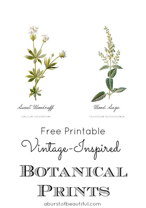 Vintage Inspired Botanical Prints - Free Printable #botanicaldecor #homedecor #diy Botanical Printables, Wal Art, Vintage Botanical Prints, Printable Vintage, Bathroom Art, Vintage Printables, Vintage Botanical, Free Prints, Botanical Illustration