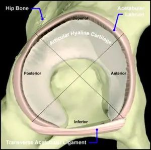 Hip Surgery Recovery, Hyaline Cartilage, Hip Anatomy, Bone Anatomy, Hip Surgery, Platelet Rich Plasma, Nerve Damage, Surgery Recovery, Hip Pain