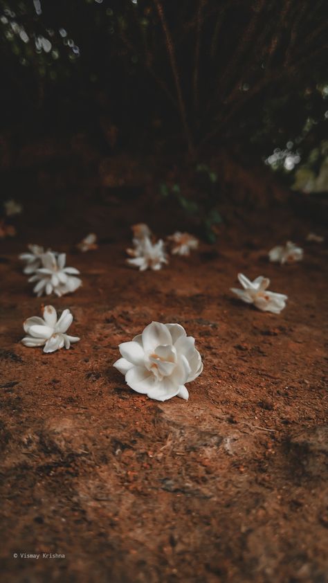 Fallen Jasmine flowers Jasmine Flower Aesthetic Wallpaper, Jasmine Flower Aesthetic Vintage, Jasmine Flower Photography, Jasmine Flower Aesthetic, Jasmine Photography, Jasmine Tree, Fallen Flowers, Aesthetic Reference, Aesthetic Post