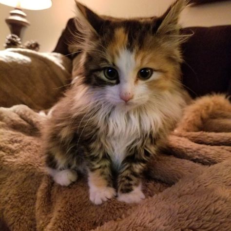 Calico Kittens Fluffy, Calico Munchkin Cat, Ragdoll Calico Cat, Fluffy Calico Kitten, Fluffy Calico Cat, Kittens Calico, Kitten Calico, Cute Calico Cat, Cat T Shirts