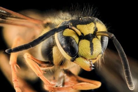 Macro Photography Settings, Yellow Jacket Bee, Macro Photographers, Bee Images, Fast Shutter Speed, Photography Settings, Today Pictures, Close Up Photography, Macro Photos