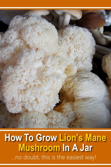 How To Grow Lion's Mane Mushroom In A Jar.... the easiest way... #growmushrooms #lionsmane #gardening #containergardening #growingmushrooms #homestead #homesteading Growing Mushrooms At Home, Lion's Mane Mushroom, Lions Mane, Mushroom Cultivation, Garden Mushrooms, Lions Mane Mushroom, Edible Mushrooms, Lion's Mane, Lion Mane