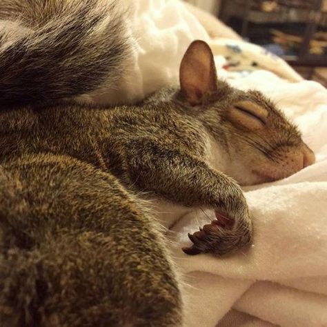 Sleeping squirrel in cozy human bed. Funny Squirrel Pictures, Squirrel Pictures, Squirrel Funny, Night Images, Cute Squirrel, Baby Squirrel, Sleep Well, Hamsters, Cute Creatures