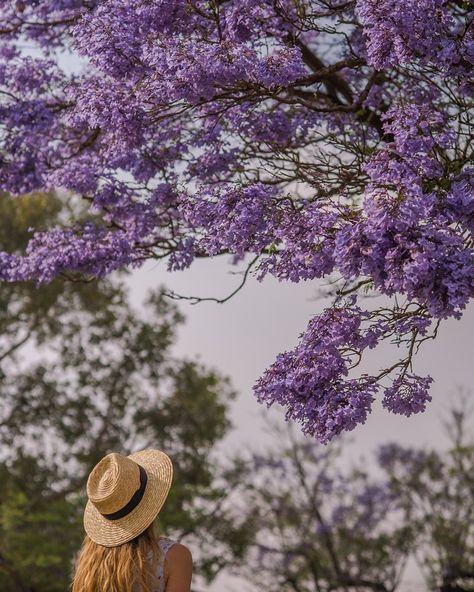 Jacaranda Photoshoot, Summer Shoot, Jacaranda Tree, Travel Images, Be Free, Shoot Ideas, Instagram Inspiration, Looking Forward, Travel Dreams