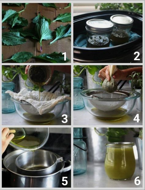 Plantain Salve Recipe How To Make, Plantain Tea Recipe, Plantain Salve Recipe, Black Salve Recipe, Plantain Oil, Plantain Salve, Healing Salve Recipe, Salve Recipes, Herbal Salves