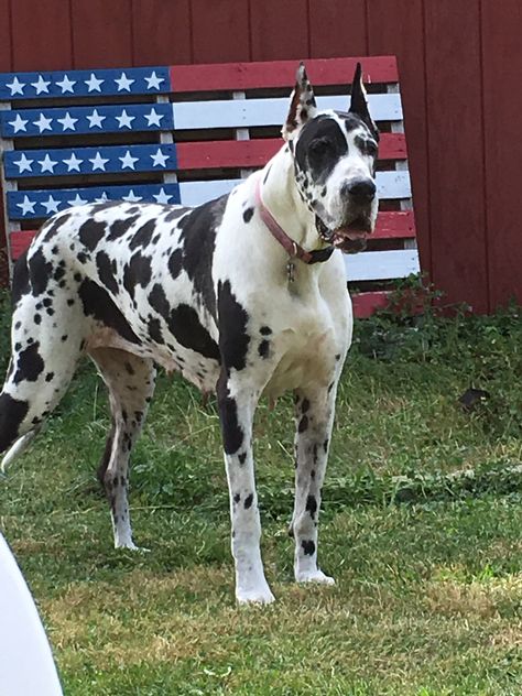 Blue Harlequin Great Dane, Chocolate Harlequin Great Dane, Great Dane Colors, Great Dane Cropped Ears, Harlequin Great Dane, Great Dane Blue Harlequin, Great Dane Black And White, Mantle Great Dane, Harlequin Great Danes