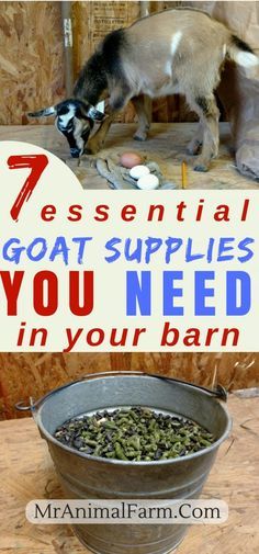 Automatic Goat Feeder, Goat Supplies, Nigerian Goats, Goat Playground, Goat Toys, Goat Health, Keeping Goats, Goat Shelter, Goat Pen