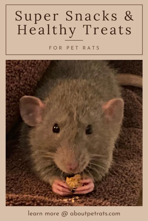 Since rats gain weight easily—AND we want to feed them the healthiest foods possible—it’s important to choose pet rat treats wisely. Rat Snacks Diy, Pet Rat Treats, Pet Rat Food, Rat Treats Diy, Rat Treats Recipes, Rat Habitat Diy, Diy Rat Toys Homemade, Homemade Rat Cage Ideas, Rat Snacks