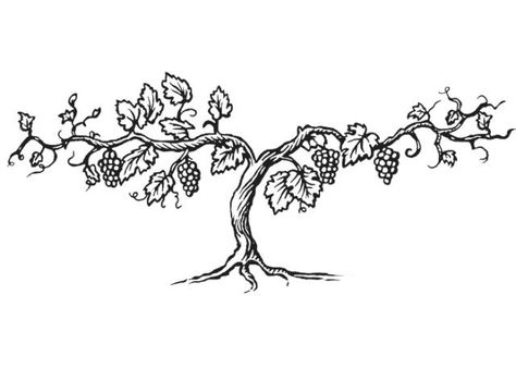 The True Vine logo idea Grape Tree Drawing, Vine And Branches Drawing, Grape Tree Illustration, Vine Branch Tattoo, Grape Vines Drawing, Grape Vine Tattoo Men, Grape Vine Illustration, Grape Vine Tattoos For Women, Grapevine Drawing