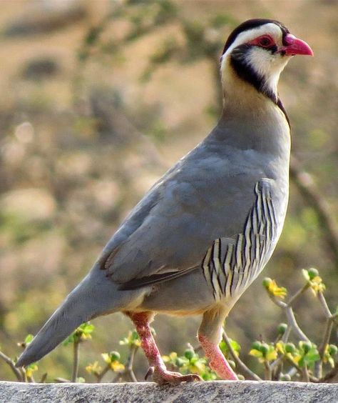 Hatoful Boyfriend, Raising Quail, Pig Breeds, Quails, Arabian Peninsula, Guinea Fowl, Game Birds, Partridge, Yemen