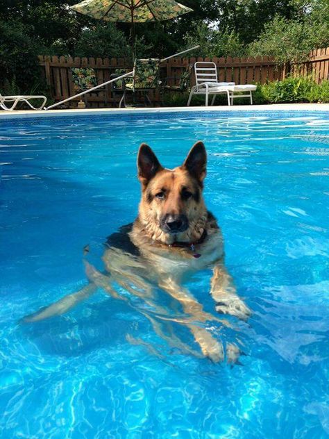 German Shepherd Swimming, German Sheperd Dogs, German Shep, Dog German, German Shepards, Coban, Australian Shepherds, Shepherd Dogs, West Highland Terrier