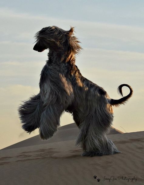 Afghan Hound Photography, Afghan Hound Aesthetic, Maremma Sheepdog, Afghan Hounds, Clydesdale Horses, Dog Poses, Budweiser Beer, Afghan Hound, Pretty Dogs