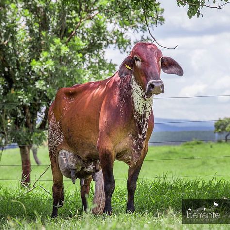 Girolando Dairy Cow Breeds, Gado Leiteiro, Nguni Cattle, Dairy Cattle, Showing Livestock, Cattle Ranching, Dairy Cows, Down On The Farm, Limousin