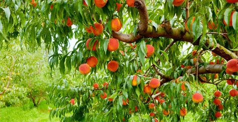 Growing Peach Trees, Growing Cherry Trees, How To Grow Lemon, Growing Fruit Trees, Plum Tree, Mulberry Tree, Citrus Trees, Peach Trees, Potted Trees