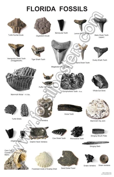 Identify Shark Teeth In Florida - Yahoo Image Search Results Beach Fossils, Teeth Art, Fossil Hunting, Fossil Bones, Rock Hunting, Fossil Teeth, Ocean Treasures, Rocks And Fossils, Shark Week