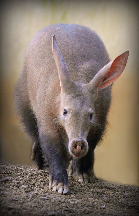 The Aardvark is a burrowing, nocturnal mammal native to Africa. It’s known for its long, sensitive snout and strong claws for digging. Weird Mammals, Regard Animal, Animal References, Wildlife Park, Unusual Animals, Rare Animals, African Wildlife, Wildlife Animals, African Animals