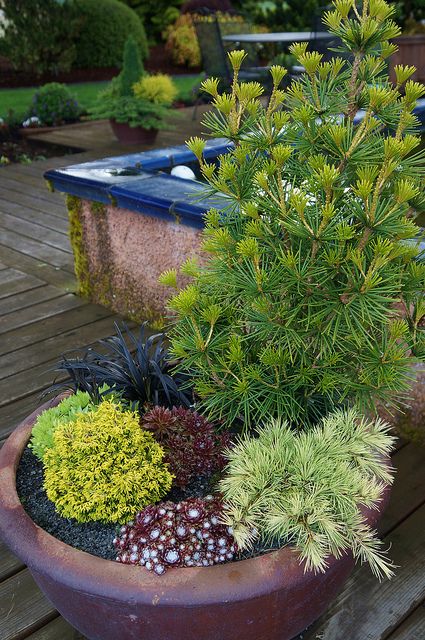 Container garden with Scidopitys, Chamaecyparis, Sempervivum Evergreen Planters, Conifers Garden, Container Gardening Flowers, Gardening Flowers, Garden Containers, Container Garden, Garden Trees, Green Garden, Window Box