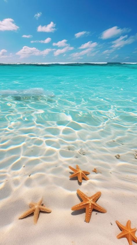 Desert bottom with starfish in the Caribbean Sea underwater outdoors horizon. | premium image by rawpixel.com Starfish On The Beach, Star Fish Aesthetic, Iphone Wallpaper Underwater, Starfish Pictures, Starfish Underwater, Beach Iphone Wallpaper, Beach Scene Pictures, Iphone Wallpaper Beach, Iphone Wallpaper Summer