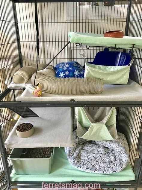 Ferret Nation Cage, Pet Rat Cages, Critter Nation Cage, Rat Care, Hedgehog Cage, Ferret Stuff, Ferrets Care, Chinchilla Cage, Traditional Bedding