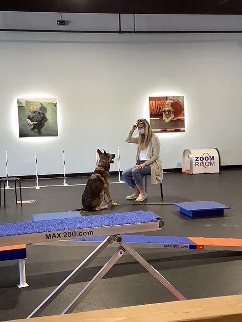 Lucy great work today in Private Training! Loving the owner focus! You go girl! Happy Zooming! Dog Training Center Design, Training Center Design, Service Dog Training, Training Facility, Go Girl, Indoor Dog, You Go Girl, Social Activities, Winter Park