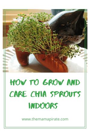 Chia Sprouts, Growing Chia Seeds, Seed Recipes, Chia Seed Recipes, Container Garden, Growing Indoors, Chia Seeds, How To Grow, Container Gardening