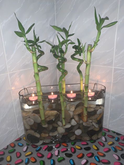 Lucky Bamboo In Water, Lucky Bamboo Decor, Lucky Bamboo Plants, Indoor Water Garden, Bedroom Sanctuary, Bamboo Decor, Bamboo Plant, Bamboo Garden, Lucky Bamboo