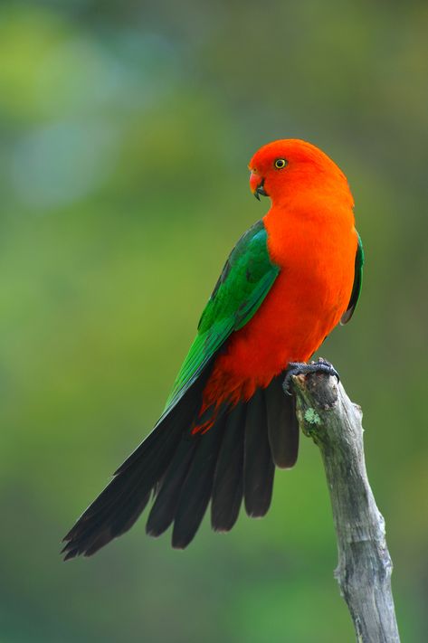 King Parrot, Australian Parrots, Bird Sitting, Most Beautiful Birds, Kinds Of Birds, Rare Birds, Australian Birds, Nature Birds, Orange And Green