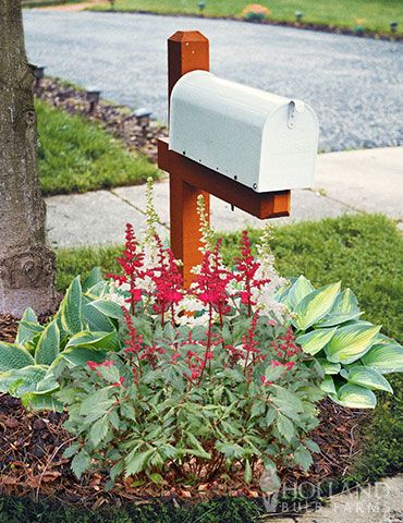 Shady Perennial Mailbox Garden contains some of the most popular shade tolerant perennials. Complete garden includes 18 perennial roots that will thrive near a shaded mailbox. The Shady Perennial Mailbox Garden is designed for a 3' diameter circle shaped garden. The hosta will be planted on both sides of the mailbox. The red and white astilbe will be planted in a staggered pattern in front and back of the mailbox. Specific directions on how and where to plant can be viewed in the planting advice Mailbox Garden, Mailbox Landscaping, Shade Loving Perennials, Holly House, Growing Bulbs, Herb Garden Kit, Hosta Plants, Shady Tree, Best Perennials