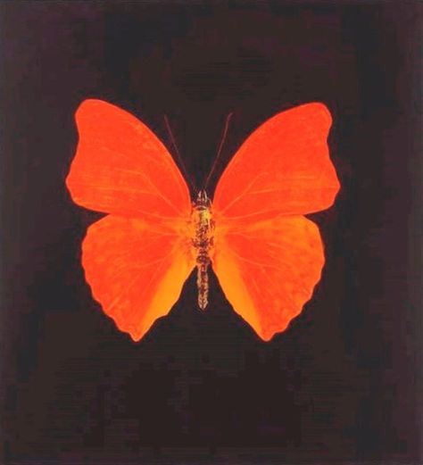 Butterfly Aesthetic, Orange Icons:), Graphic Poster Art, Orange Butterfly, Damien Hirst, Orange Walls, What To Draw, Orange Aesthetic, Blurred Background