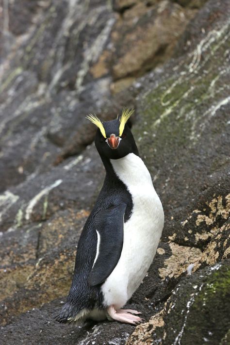 Handsome Erect Crested Penguin Antipodes Islands Remote New Zealand Squirrel House Plans, Royal Penguin, Penguin Awareness Day, Squirrel House, Galapagos Penguin, Penguin Day, Penguin Pictures, Birds Of Australia, Little House Plans