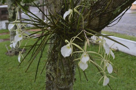 Orchid Ideas, Orchid Drawing, Tiffany Blue Weddings, Orchid Photography, Orchid Roots, Orchid Tree, Orchid Centerpieces, Types Of Orchids, Growing Orchids